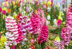 winter flower Antirrhinum or Snapdragon