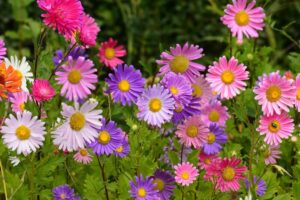 aster flower