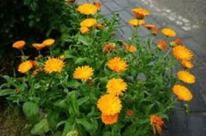 Calendula (pot Marigold)