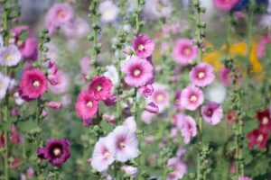 Hollyhock