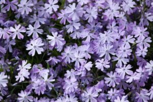 Phlox