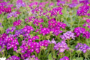 Verbena