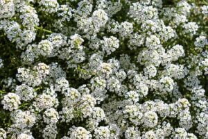 How to grow alyssum or carpet flower in home