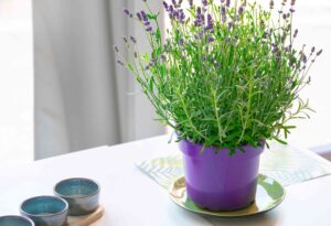 10 Unique Flowers for Low Water and Sunlight - कम पानी और धूप में खिलने वाले फूल
