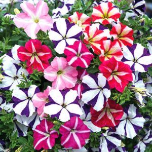 Amazing Plants for New Year Growth