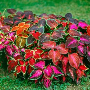 Amazing Plants for New Year Growth