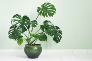 Top 10 Decorative Plants For Home