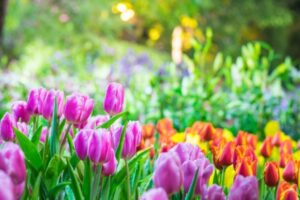 Ultimate gardening to spring planting