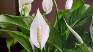 Peace Lily : पीस लिली को उगाने और उसकी देखभाल करने की पूरी जानकारी 