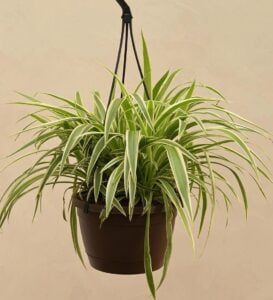 spider-plant-with-hanging-pot-31809173356676