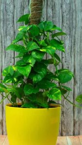 what-to-do-when-money-plant-leaves-yellow