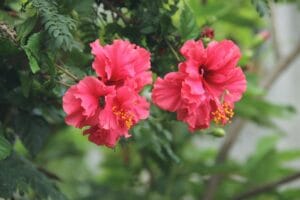 गुड़हल – Hibiscus Monsoon Thriving Religious Flower Plant In Hindi