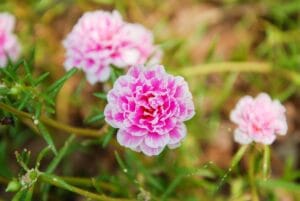 पोर्टुलाका – Portulaca Summer And Monsoon Blooming Moss Rose Plant In Hindi