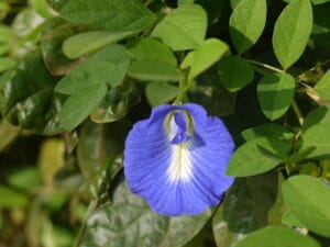 अपराजिता – Aparajita Fast Climbing Medicinal Monsoon Flower Plant In Hindi