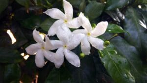चांदनी – Chandni Shade Tolerant Monsoon White Flower Plant In Hindi