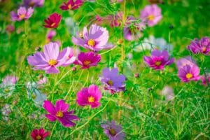 कॉस्मॉस – Cosmos Fast Growing Monsoon Flowering Plant In Hindi