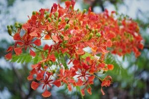 गुलमोहर – Gulmohar Rainy Season Big Tree Flowering Plant In Hindi