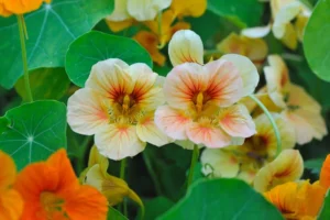 Nasturtium Hindi News Junction