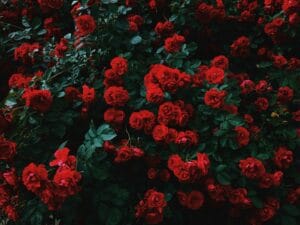 गुलाब – Rose Monsoon Blooming Fragrant Flower Plant In Hindi