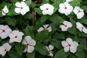 सदाबहार – Sadabahar All Season Blooming Monsoon Plant In Hindi