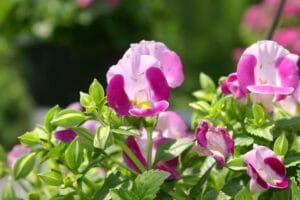 टेरेना – Torenia Low Light Rainy Season Flowering Plant In Hindi