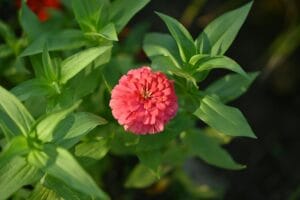 ज़िनिया – Zinnia Monsoon Growing Multi Color Flower Plant In Hindi