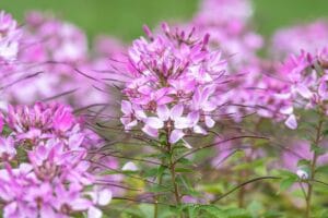 cleome Hindi News Junction