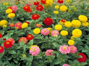 जीनिया (Zinnia) Hindi News Junction