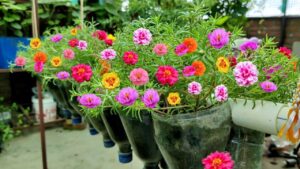 पोर्टुलाका (Portulaca 9 O’Clock Flower) Hindi News Junction