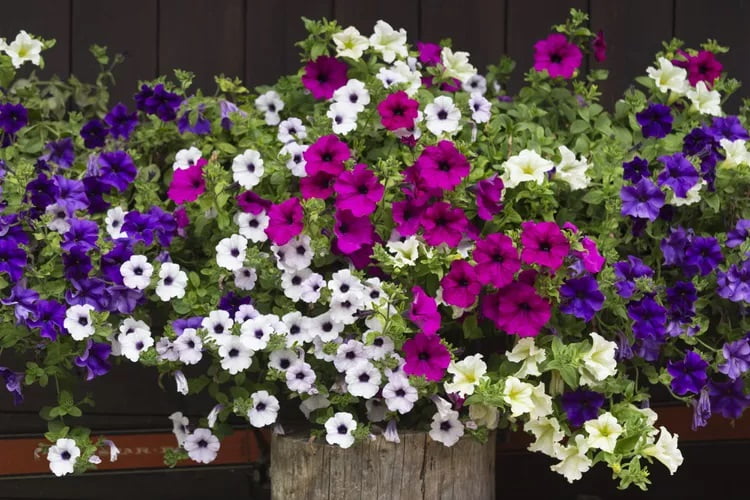 How to grow and care petunia plants