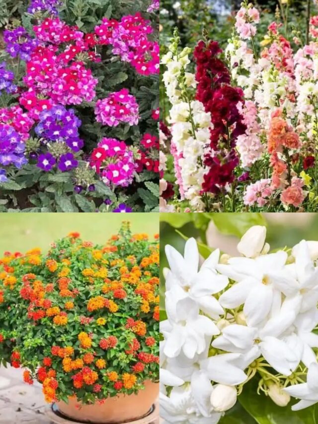 10 All Time (365 Days) Flowering Plants In India