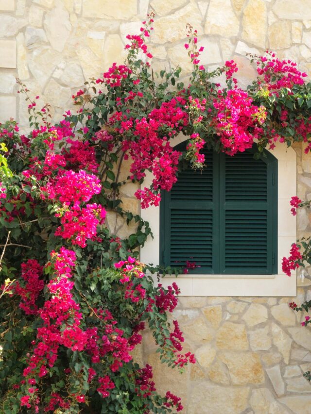 Best Climber Plants For Balcony In Hindi