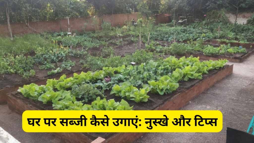 Easy Kitchen Garden At Home - घर पर सब्जी कैसे उगाएं: नुस्खे और टिप्स