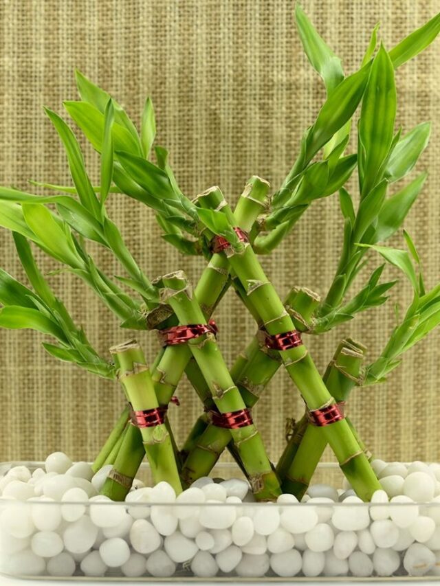 3_lucky bamboo