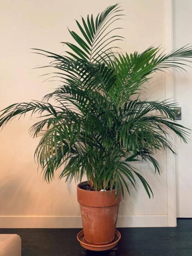 नींद न आए तो ये 5 पौधे देंगे राहत