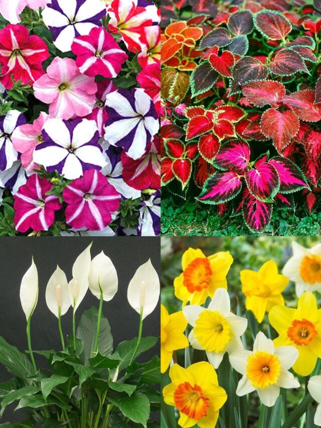 10 Magical Plants to Transform Your Home Decor This New Year