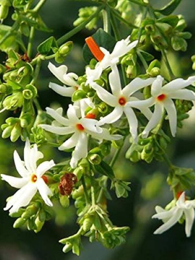 घर के इस कोने में लगाएं हरसिंगार, जानें अद्भुत खासियत और फायदे!