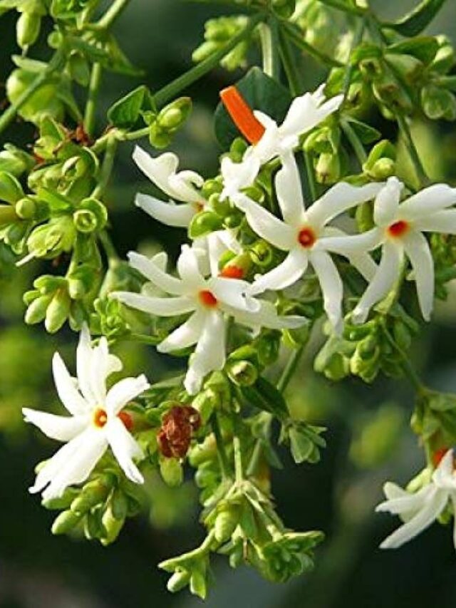 हरसिंगार के फूल के उपाय