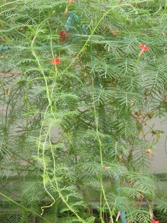 शुभ पौधे जो बदल सकते हैं आपके जीवन को! जानिए कैसे