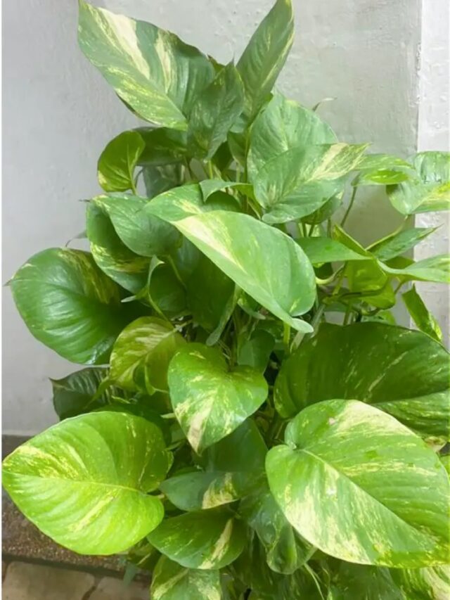 How to care money plant