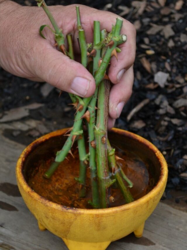 plant cuttings