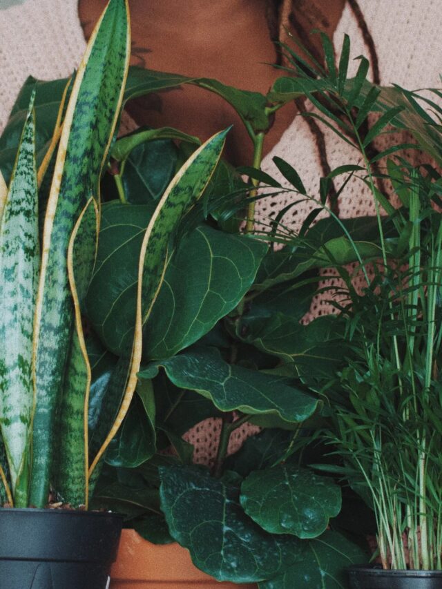 plants attract money