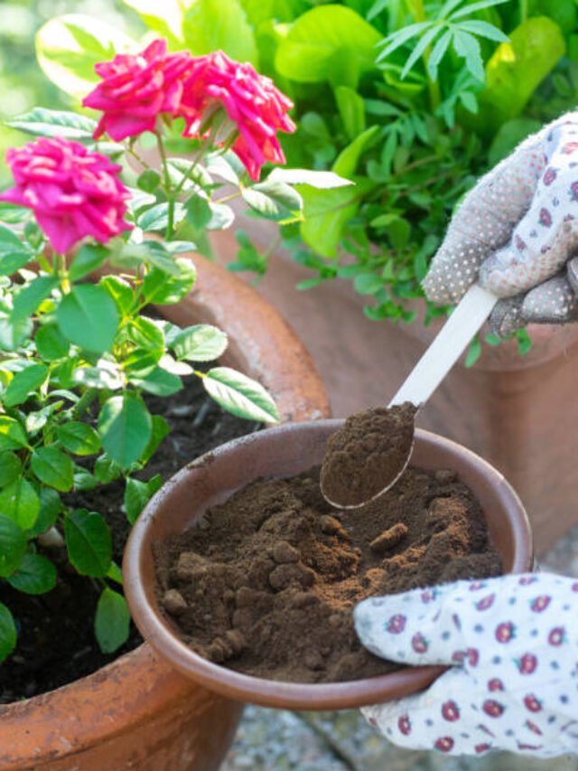 plants fertilizer
