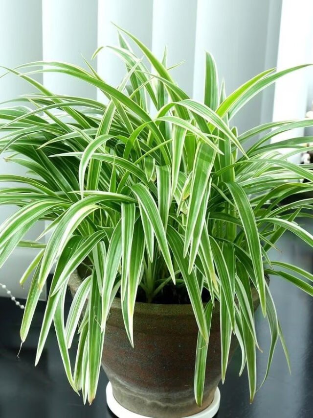 Lucky plants for home