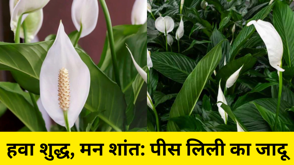 Peace Lily : पीस लिली को उगाने और उसकी देखभाल करने की पूरी जानकारी