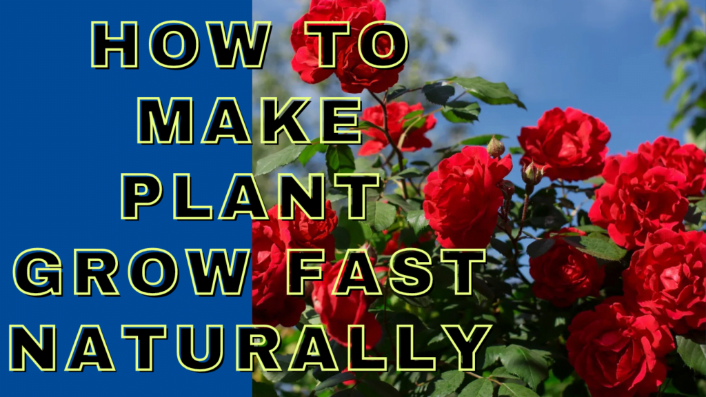 How To Make Plant Grow Fast Naturally