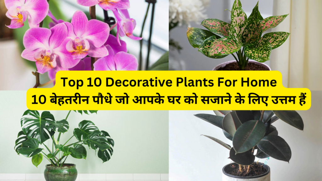 Top 10 Decorative Plants For Home