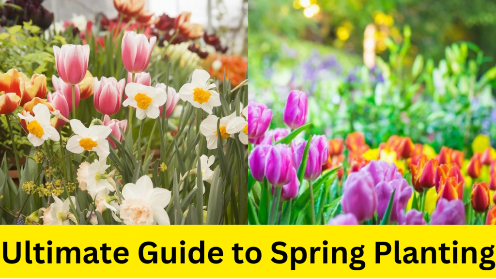 Ultimate Guide To Spring Gardening