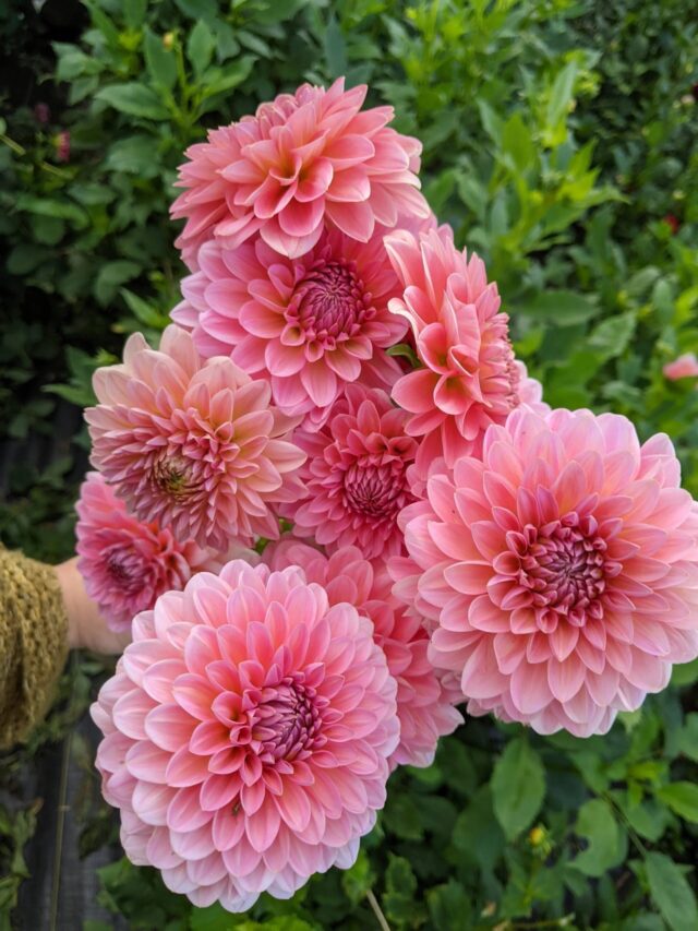 ये 7 राज आपके डेलिया फूल्स को सुपर ब्लूम मोड में लेकर जाएंगे!