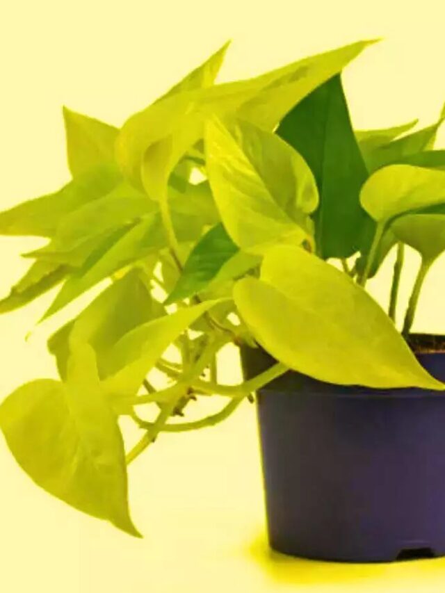 मनी प्लांट के पत्ते पीले हो रहे हैं? जानिए कारण और अचूक उपाय!